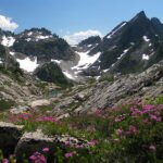 Mt. Forgotten Meadows