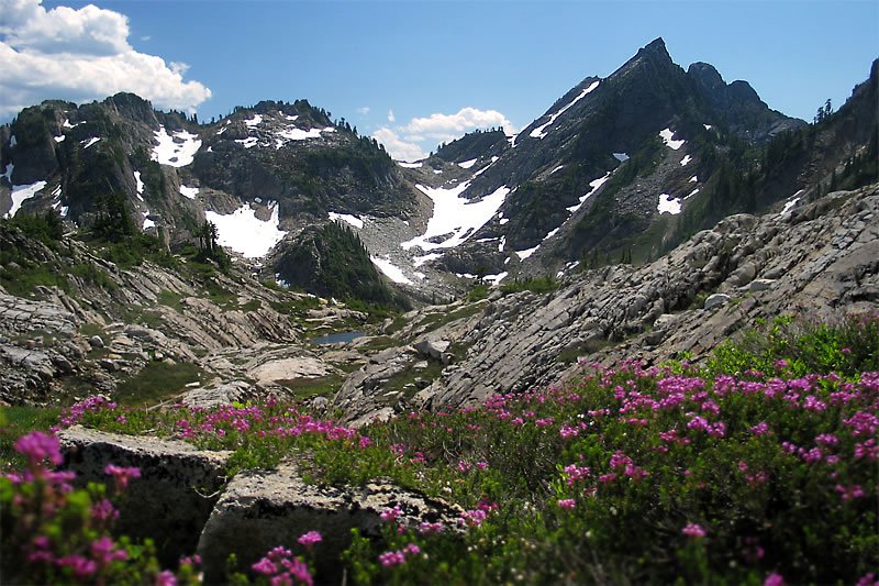 Majestic Mountains and Lush Forest
