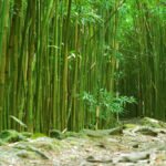 Honokalani Black Sand Beach A serene path winds through a dense bamboo forest. Sunlight filters through the green stalks, creating a peaceful ambiance.
