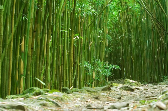 A serene path winds through a dense bamboo forest. Sunlight filters through the green stalks, creating a peaceful ambiance.