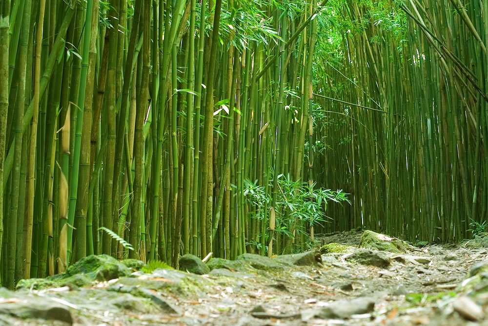 A serene path winds through a dense bamboo forest. Sunlight filters through the green stalks, creating a peaceful ambiance.