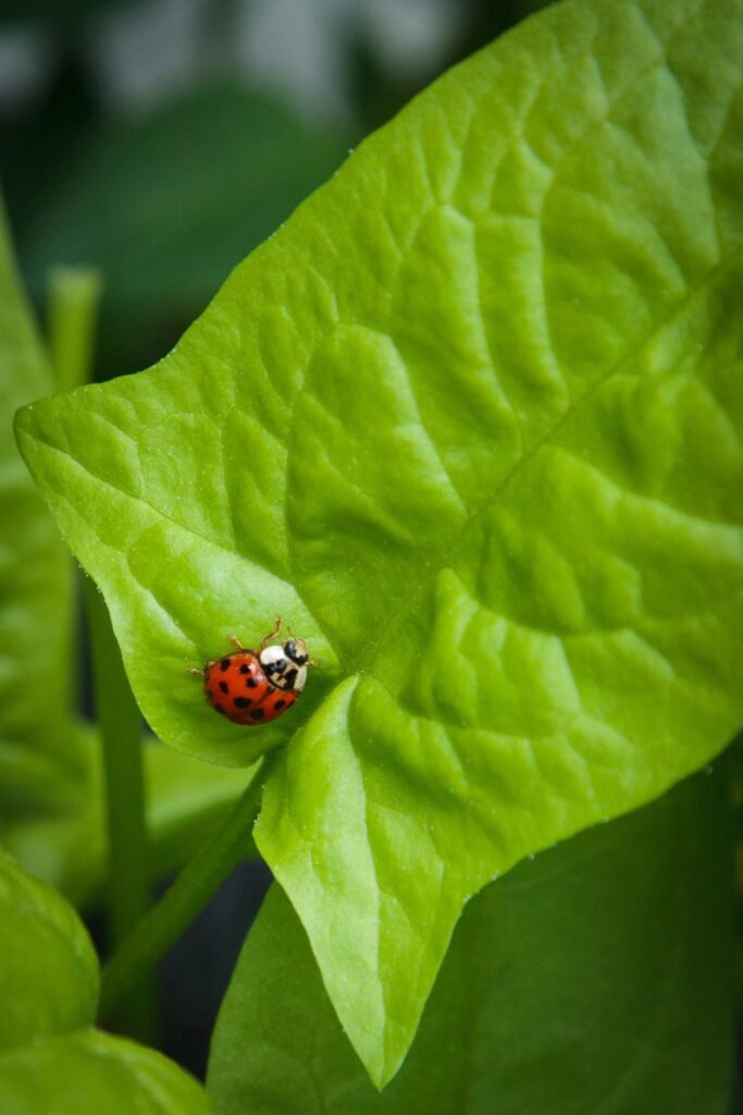 A ladybug perched on a bright green leaf with detailed textures and soft background blur.