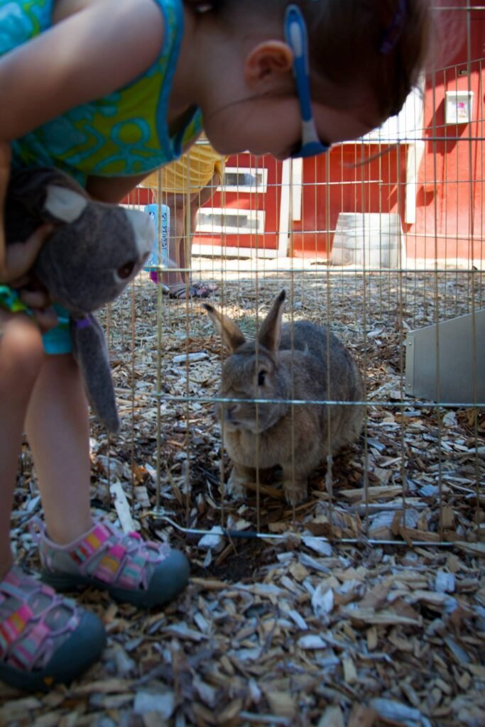 A young child leans down to look at a rabbit in a wire enclosure, wearing colorful sandals and holding a stuffed toy. The ground is covered in wood chips with a red barn in the background.