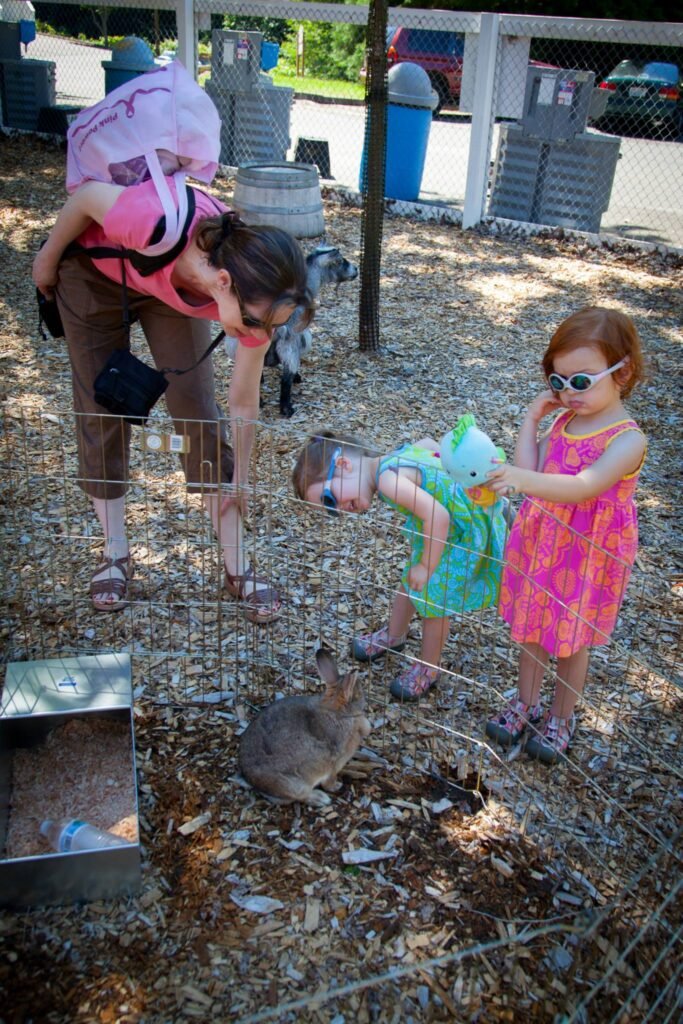 Visitors engage with rabbits during a sunny day at a family-friendly interactive animal area.