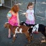 Two children interact with two goats in a fenced outdoor area.