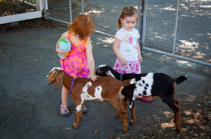 Two children interact with two goats in a fenced outdoor area.
