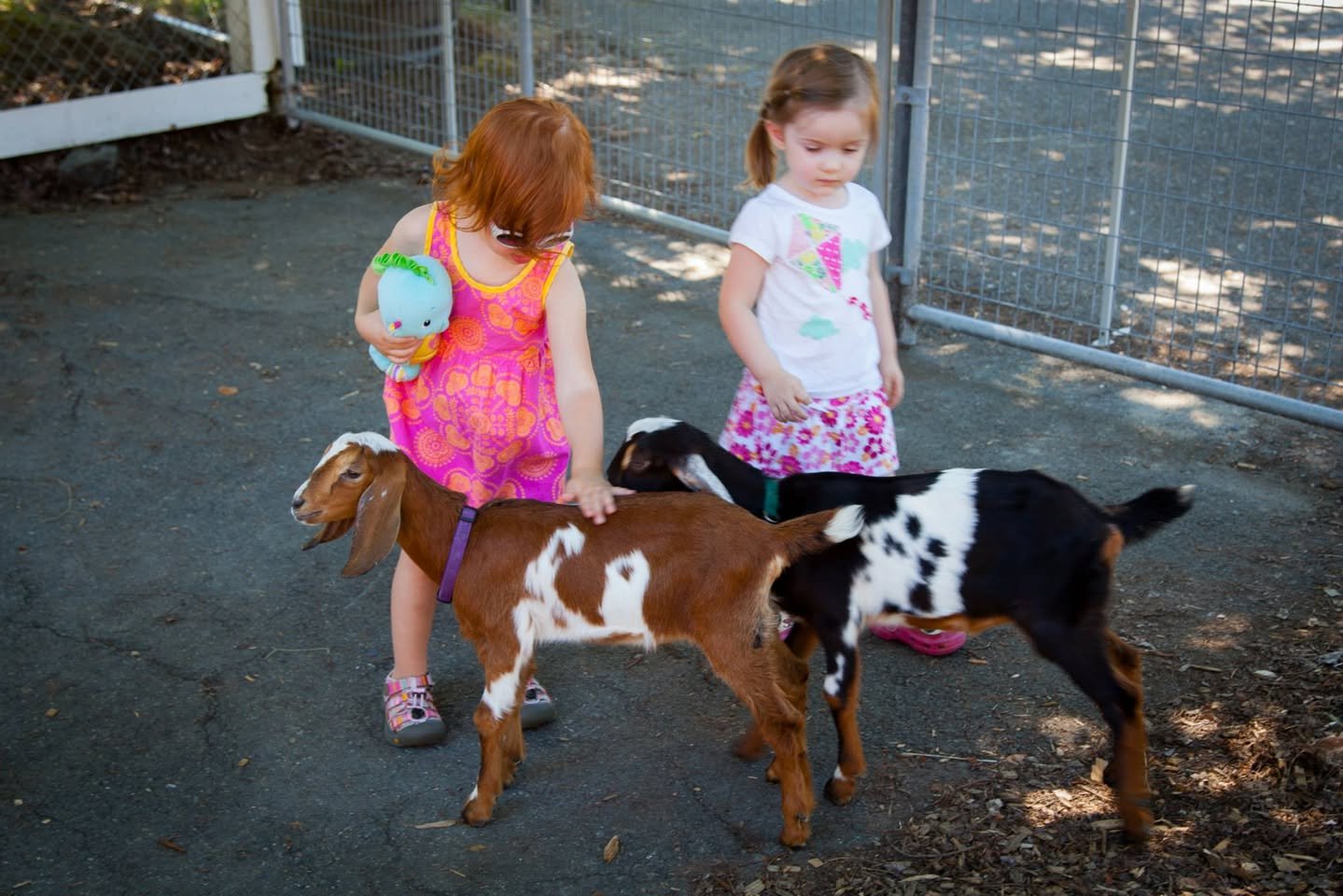 Forest Park Two children interact with two goats in a fenced outdoor area.
