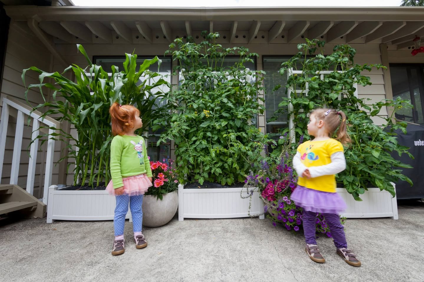 Two children stand on a patio admiring tall tomato plants growing on trellises in a white planter box. The garden features a mix of vegetables and flowers in front of a home exterior.
