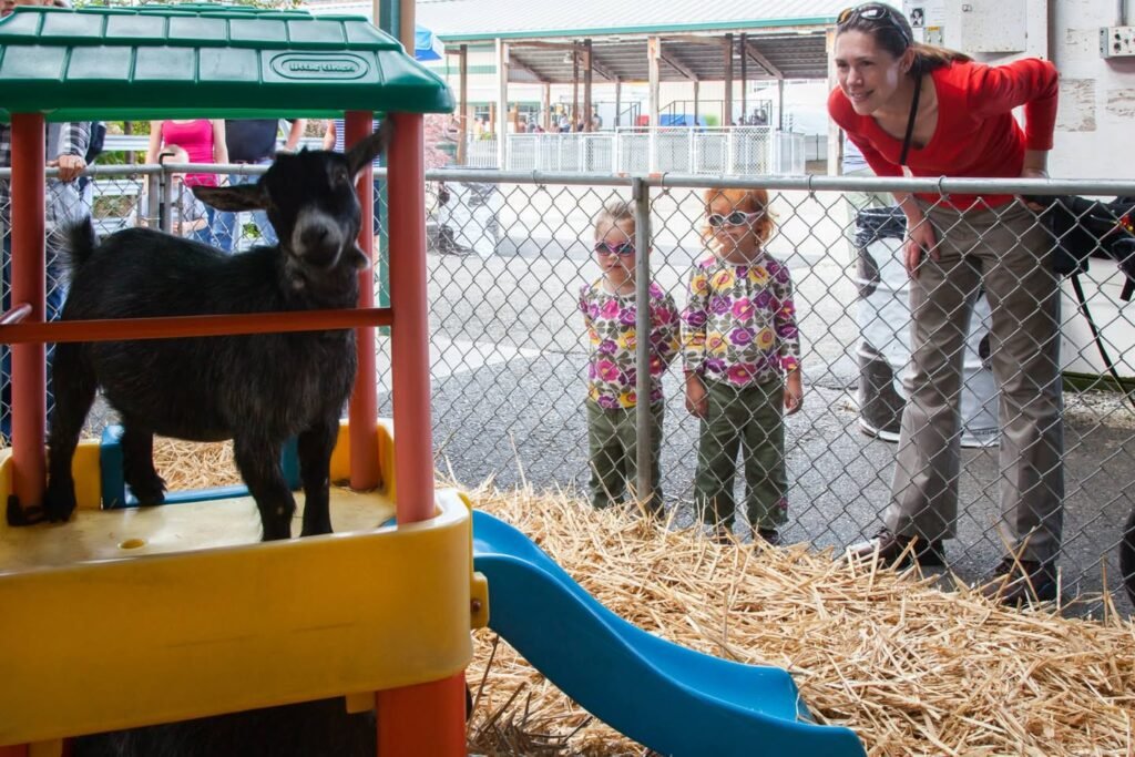Alpaca Play at Farm Market