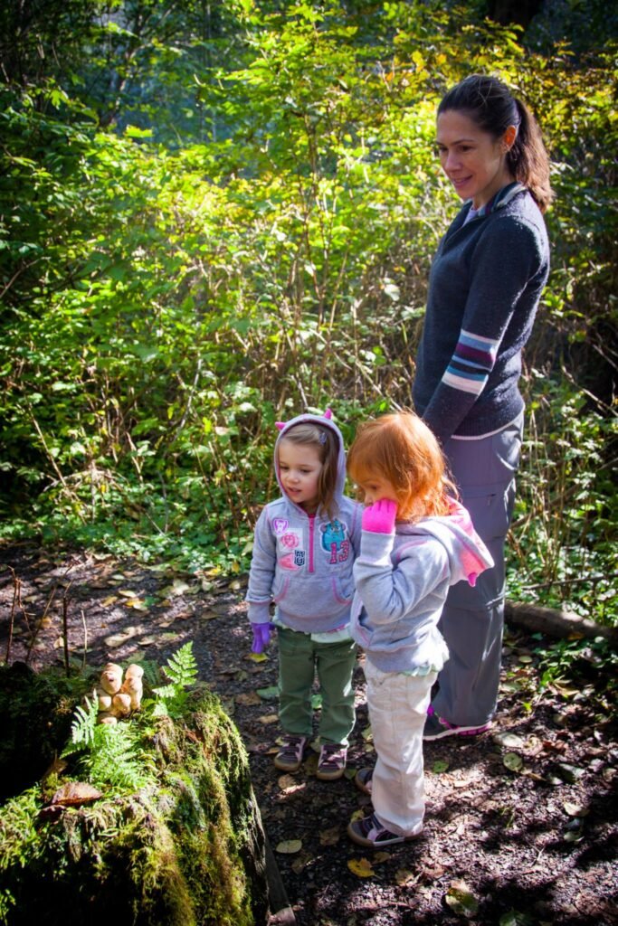 A group of people exploring a lush green forest trail during a day hike. The rich foliage highlights the vibrant natural beauty of the Pacific Northwest.