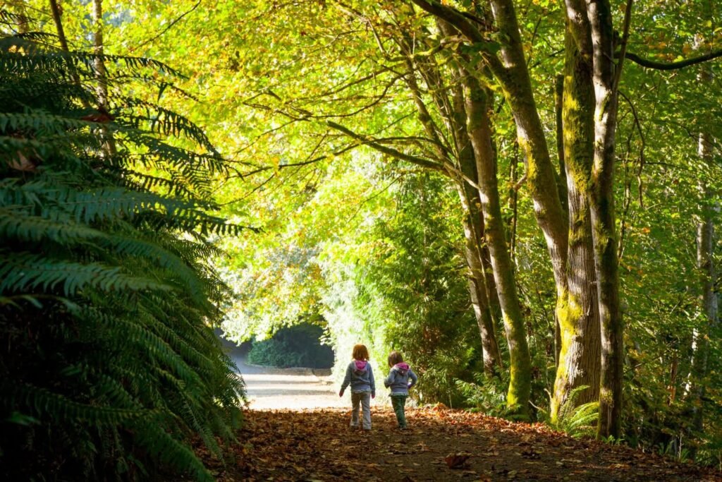 A couple walking away through a sun-dappled pathway in a tropical forest.