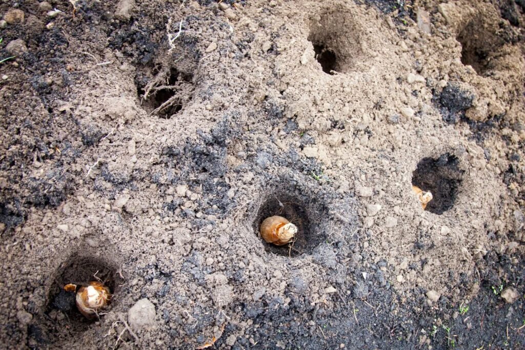 Garlic cloves emerge from freshly turned, sandy soil with small holes surrounding each sprout.