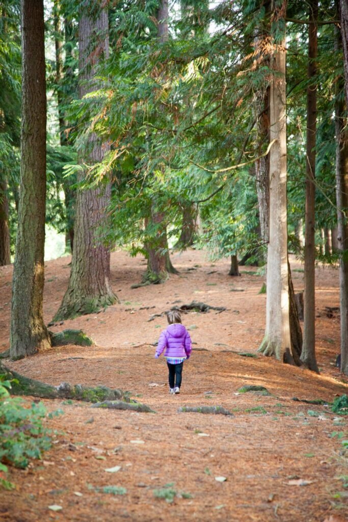 A person wearing a purple jacket walks along a forest floor covered in pine needles, surrounded by tall evergreen trees with lush green foliage.