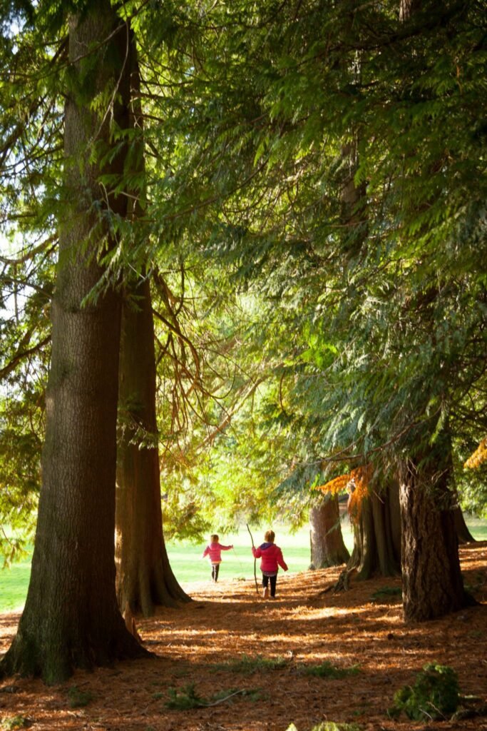 A scenic boardwalk through a forest in Port Townsend, Washington, capturing a journey through nature's beauty.