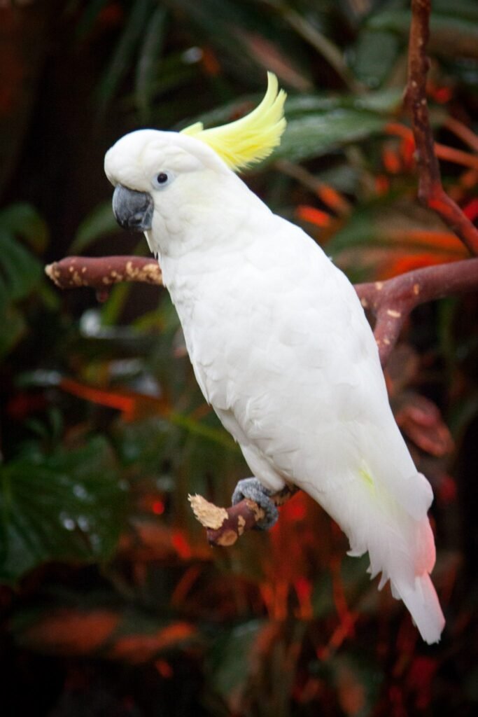 A white Sulphur-crested Cockatoo perched on a branch amidst lush green foliage at Loro Parque.