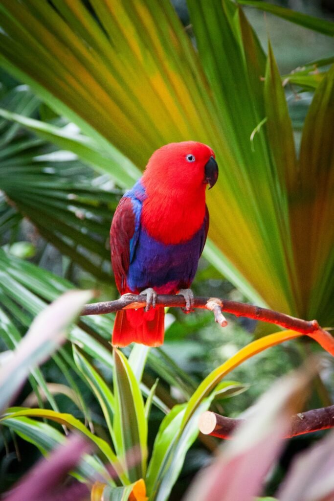 A vibrant red and blue Eclectus parrot perches on a branch amidst lush green tropical leaves.