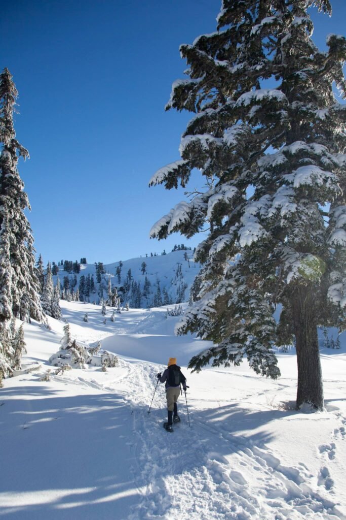A person cross-country skiing on a snowy trail near a snow-covered pine tree under a clear blue sky.