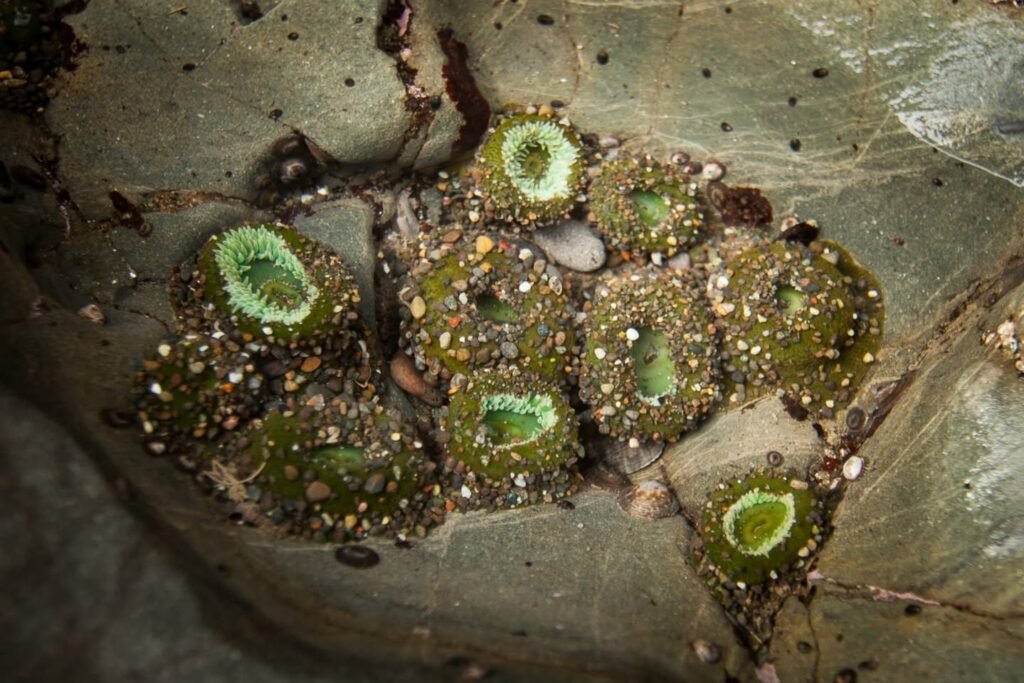 Close-up photo of green barnacles growing on a wet, stone surface near the tide line.
