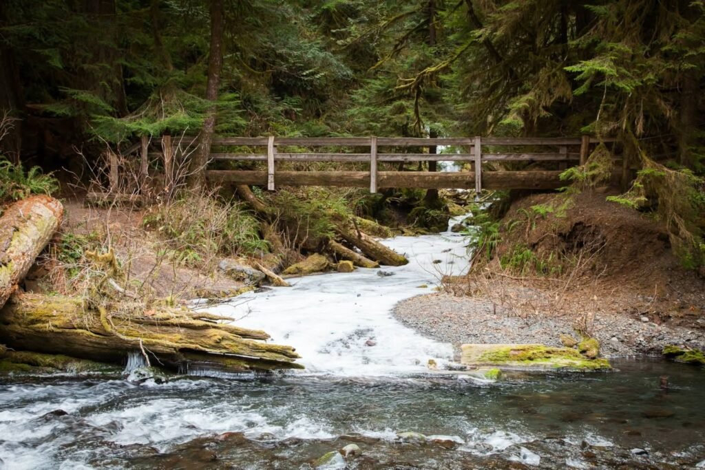 A serene forest scene featuring a small wooden bridge over a flowing stream. The surroundings are lush with evergreen trees.