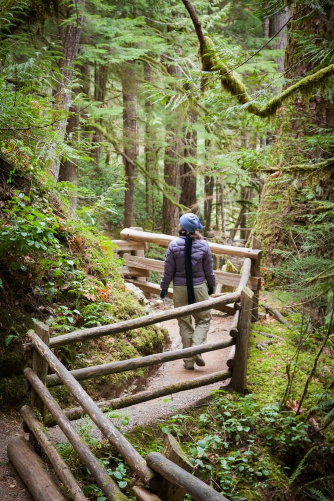 A hiker walks along a wooden path through a lush, green mossy forest, surrounded by towering evergreen trees.