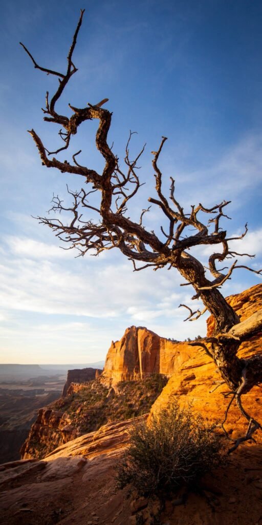 A bare, twisted tree with no leaves silhouetted against a blue sky on a rocky desert cliff.