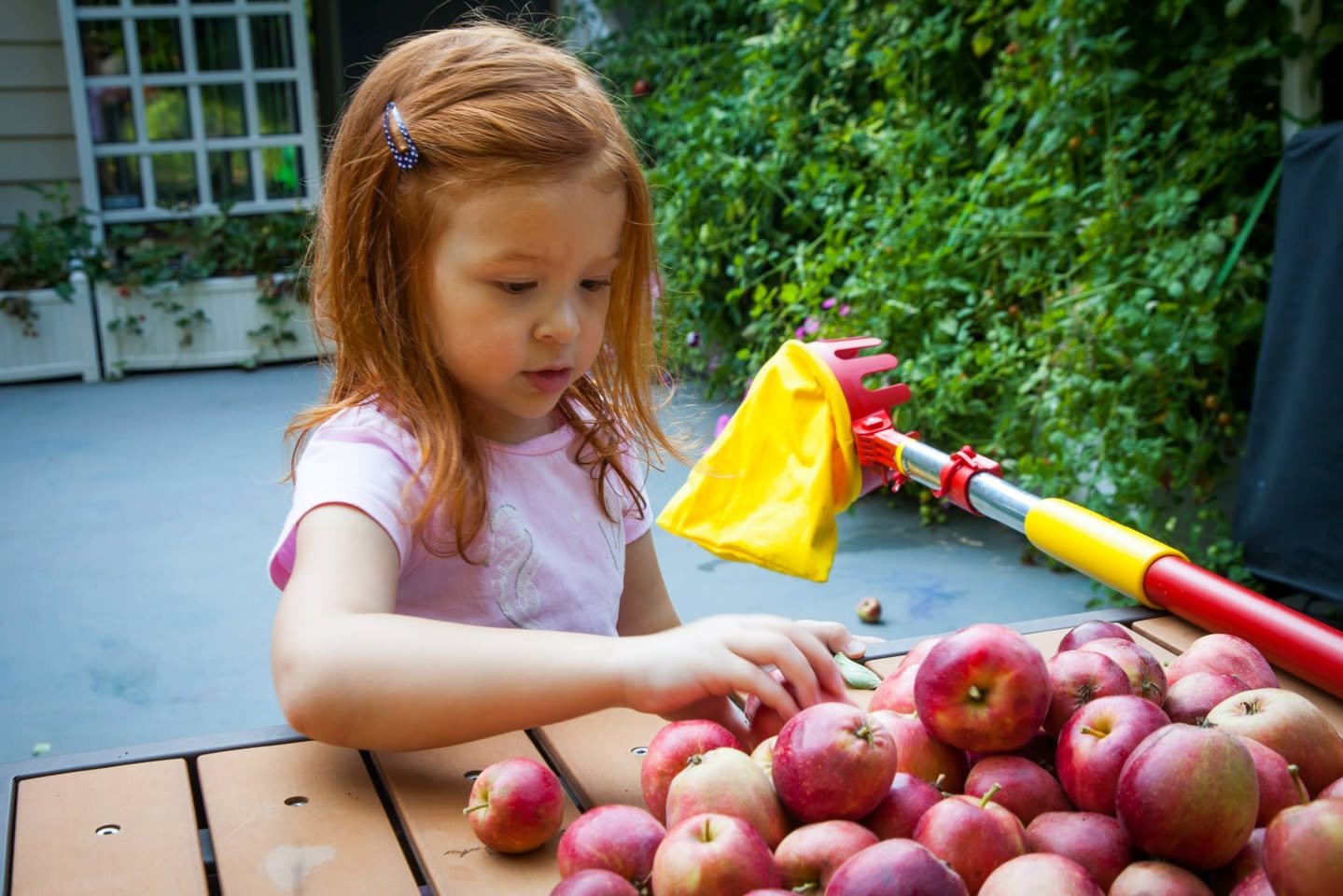 Them Apples A young child carefully selects apples from a wooden table outdoors, with a colorful toy nearby.