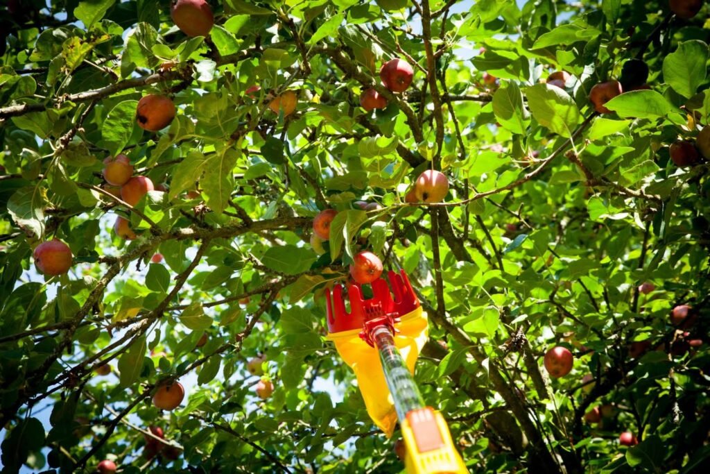 A red and yellow bucket picker extends into an apple tree filled with ripe red fruit.