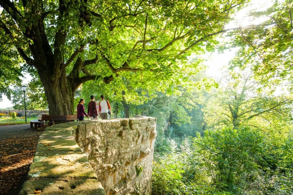 A peaceful view of a stone wall and a large, lush tree in a wooded area.