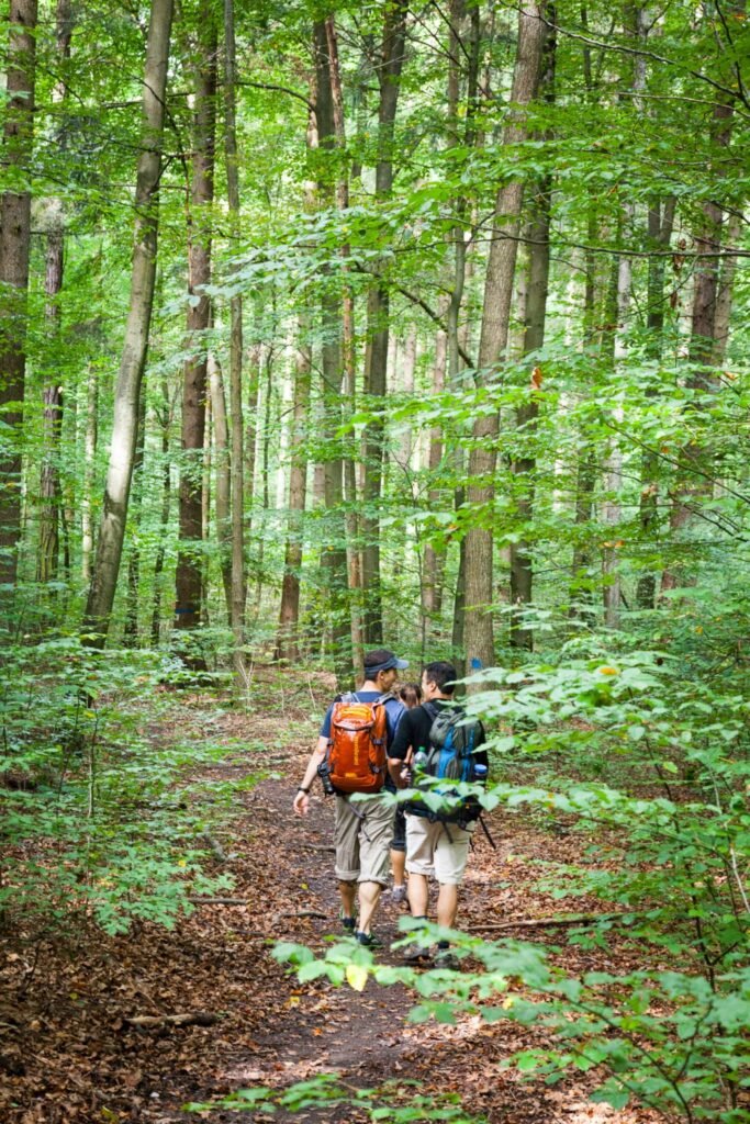 Hikers walking a wooded trail surrounded by tall trees, enjoying the lush greenery of a Pacific Northwest forest.