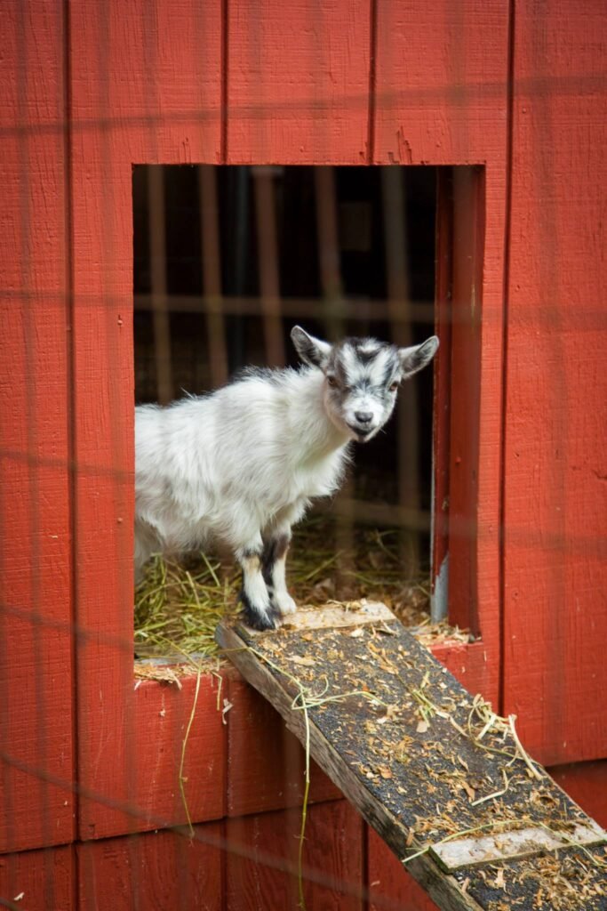 A gray and white goat standing in a doorway of a red wooden barn, looking through a wire fence.