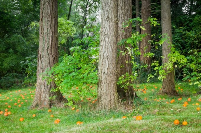 A view of a forested area with tall trees and orange flowers on the ground, located along Croydon Creek in Mill Creek, Washington.