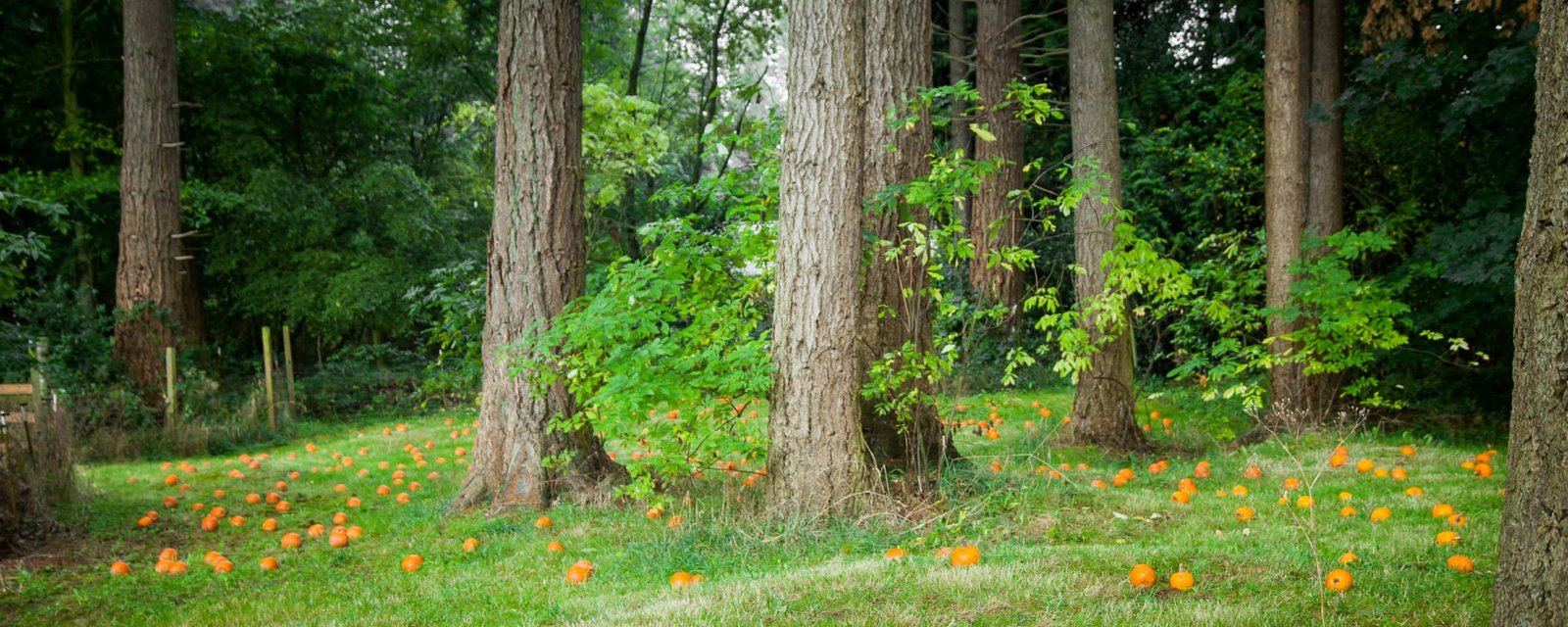 Preschool Pumpkin Patch A view of a forested area with tall trees and orange flowers on the ground, located along Croydon Creek in Mill Creek, Washington.