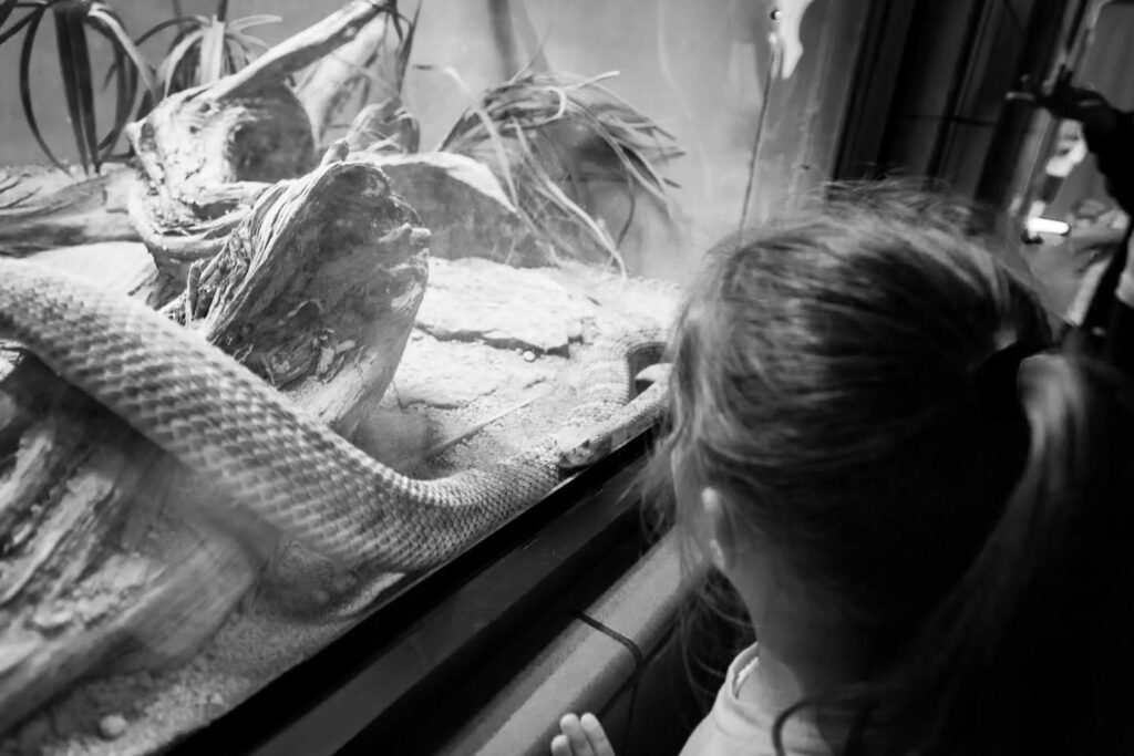 A child observing a snake enclosure at a zoo or reptile house.