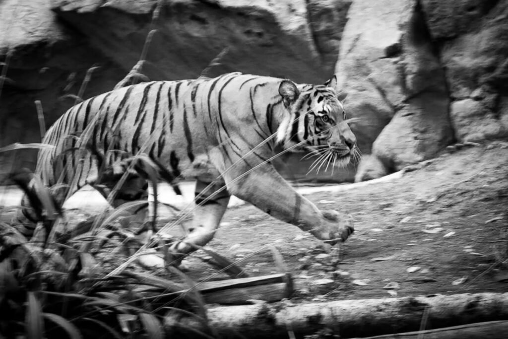 A white tiger walks through a rocky and leafy enclosure in a black and white photograph.