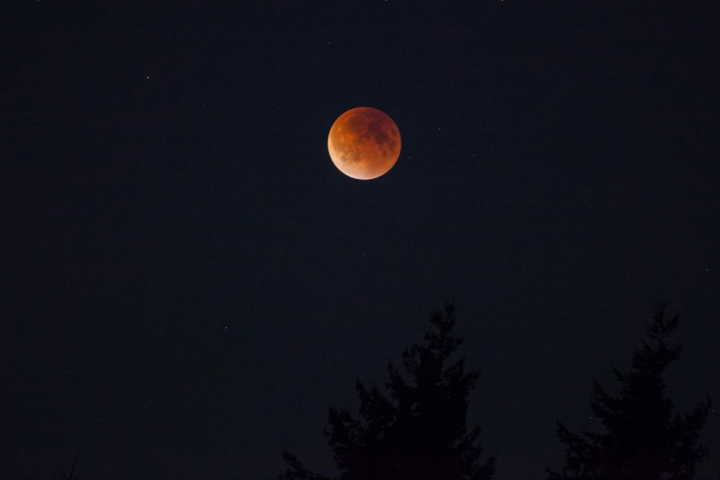 Blood Moon A striking blood moon glows against a dark night sky with silhouetted conifer trees.