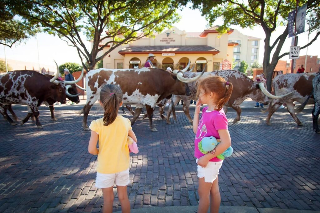 Children observe a group of Texas longhorn cattle in a cobblestone plaza.