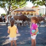Children observe a group of Texas longhorn cattle in a cobblestone plaza.