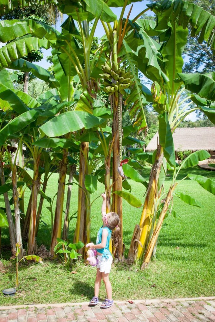 A person stands on a brick path admiring towering banana trees with lush green leaves in a sunny tropical garden.