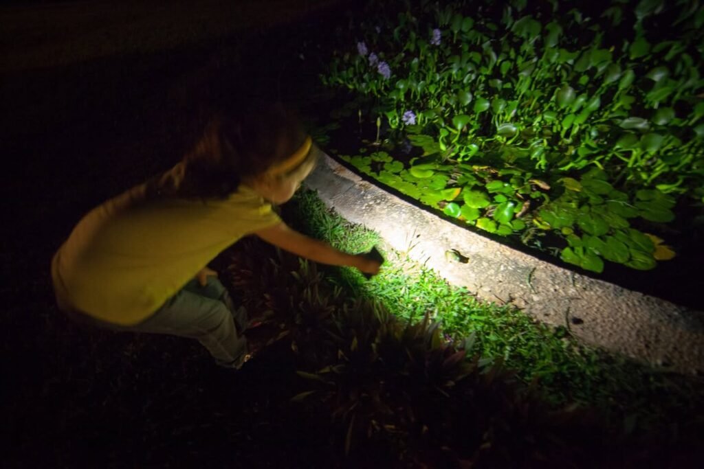 A person crouches to examine plants illuminated by a flashlight during a nighttime garden walk. A narrow stone garden border and grass lit up by the light source appear in the foreground.