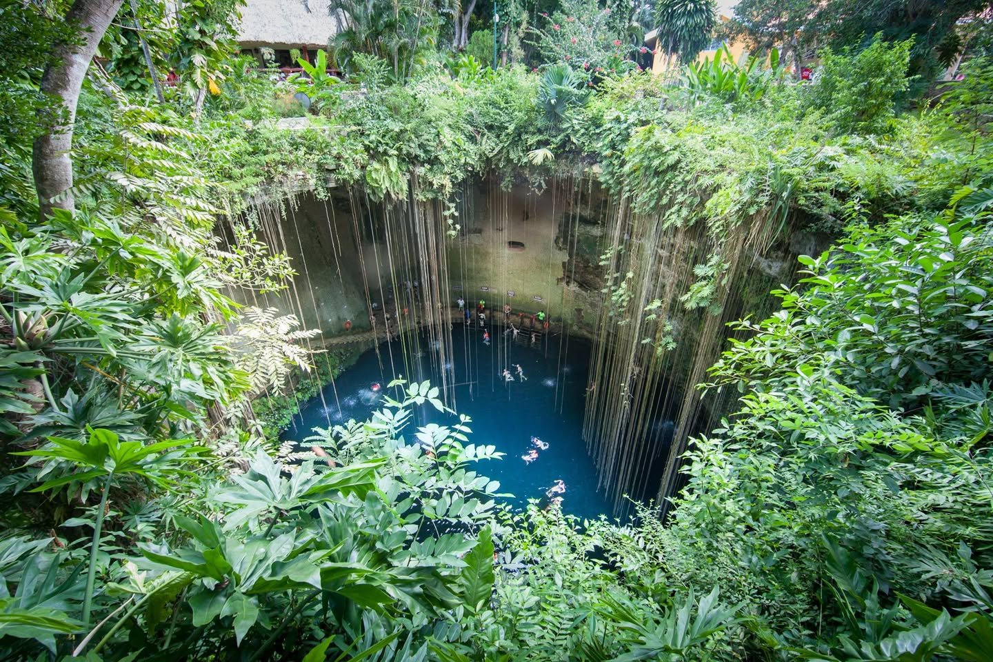 Ik Kil Cenote Aerial view of a tropical pool surrounded by hanging vines and dense greenery.