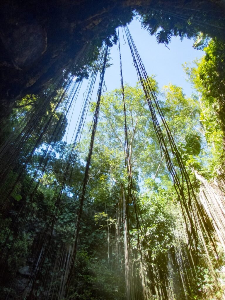 Lianas Hanging in Tropical Forest