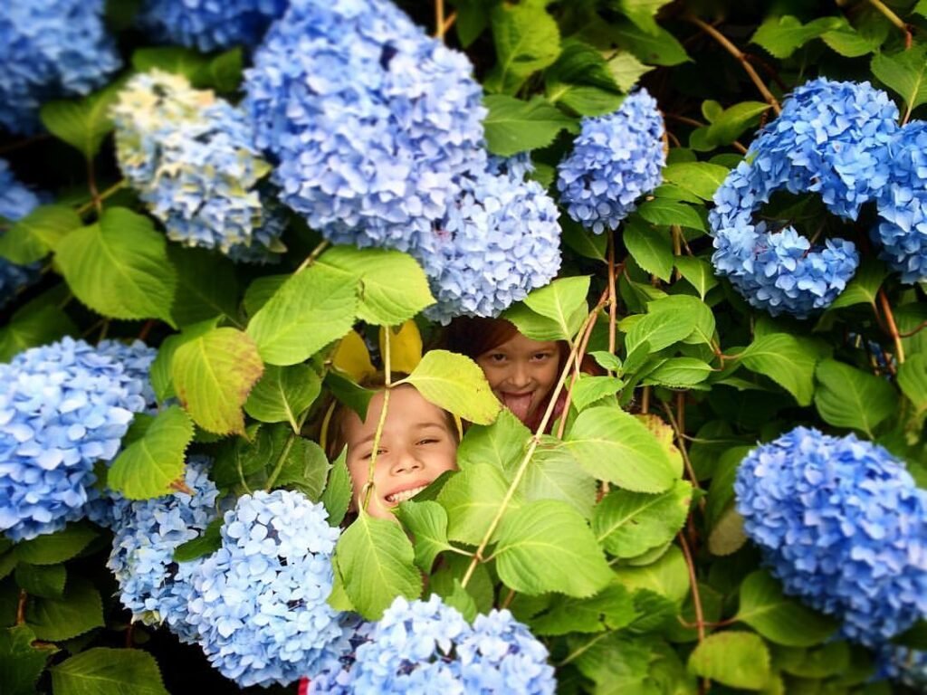 Two smiling children peek through vibrant green leaves and blooming blue hydrangea flowers in a garden setting.