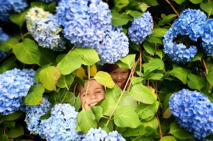 Two smiling children peek through vibrant green leaves and blooming blue hydrangea flowers in a garden setting.