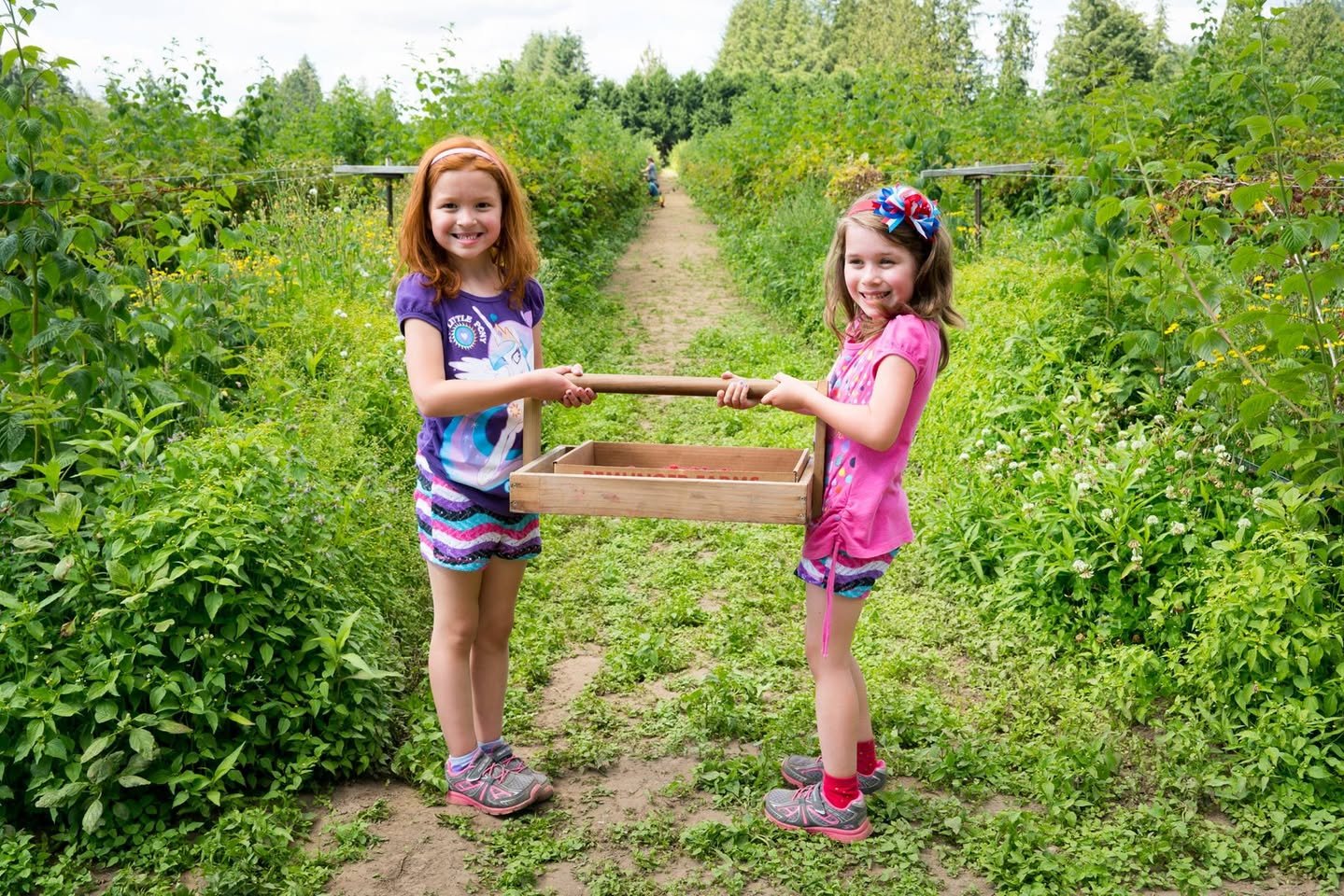 U-Pick Raspberries