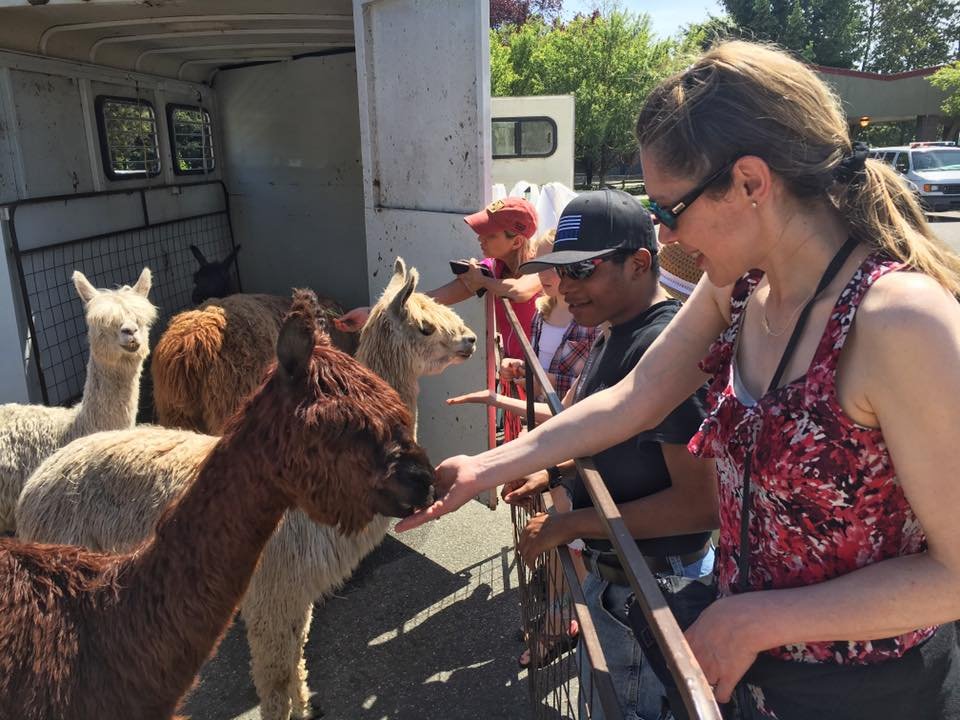 Visitors feeding alpacas near a trailer in an outdoor farm setting.