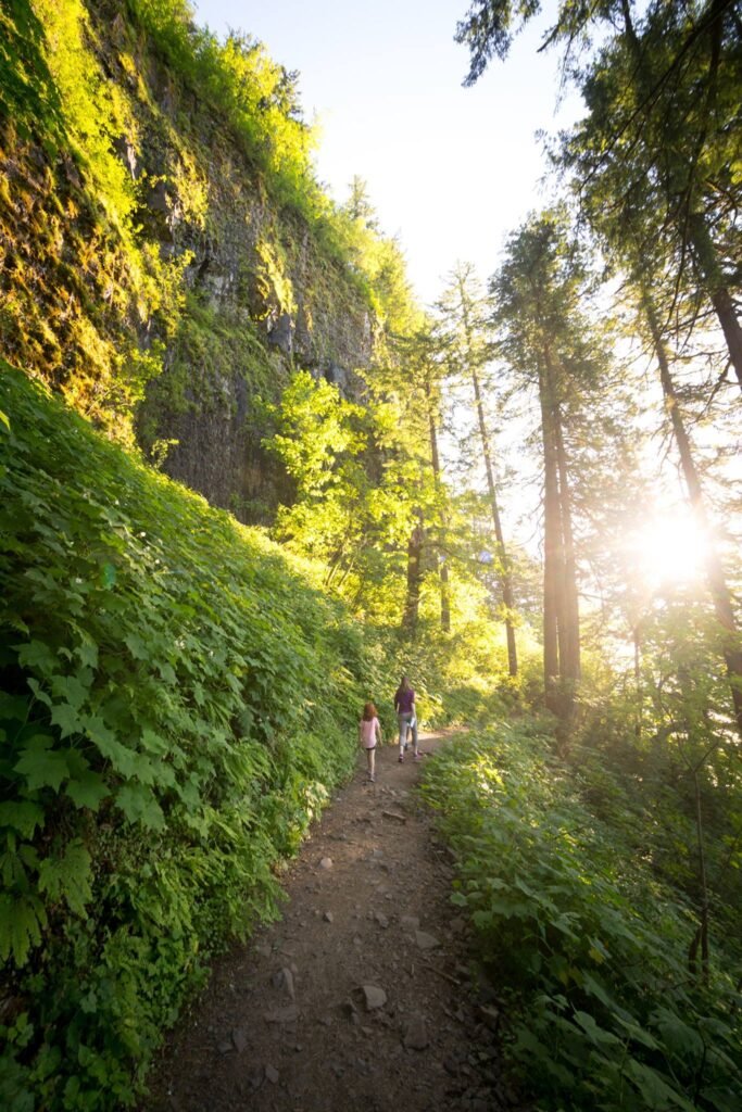 Trail winding through lush Pacific Northwest forest with sun breaking through tall trees
