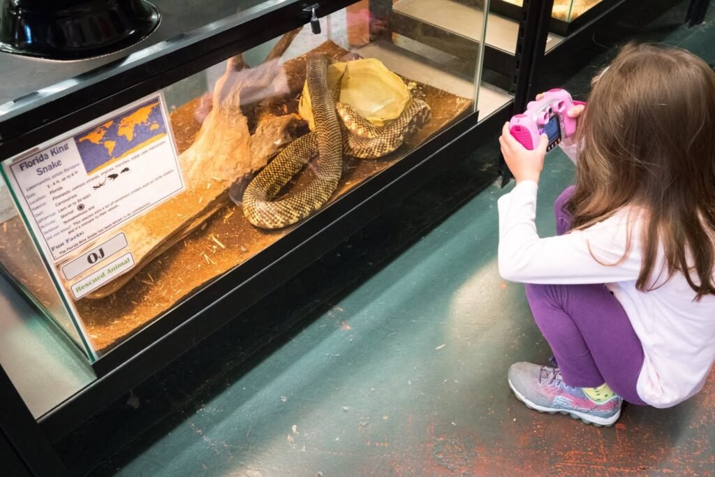 A child takes a photo of a snake in a glass display case during a museum visit.