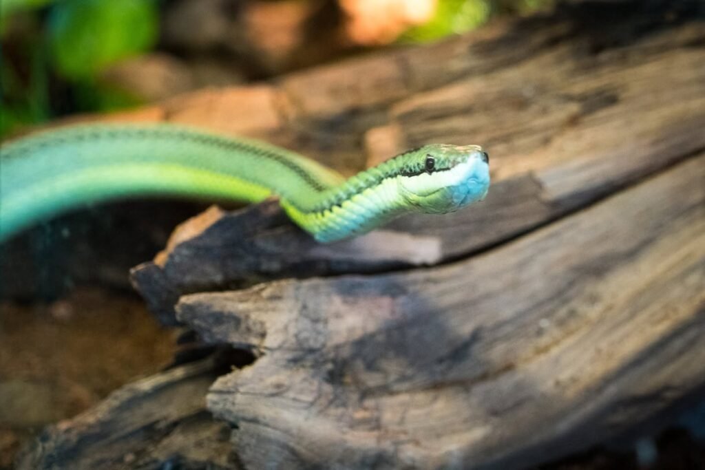 A close-up of a bright green snake with blue and white markings resting on a piece of weathered wood.