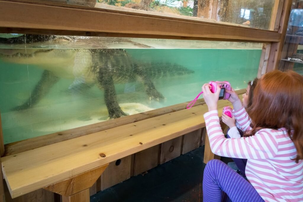 A child sits at a wooden railing, taking a photo of an alligator swimming in a large glass tank.