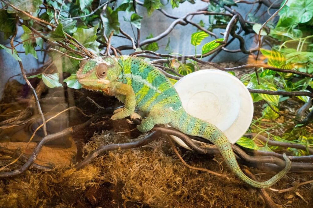 Vibrant chameleon perched on a branch in a lush enclosure.